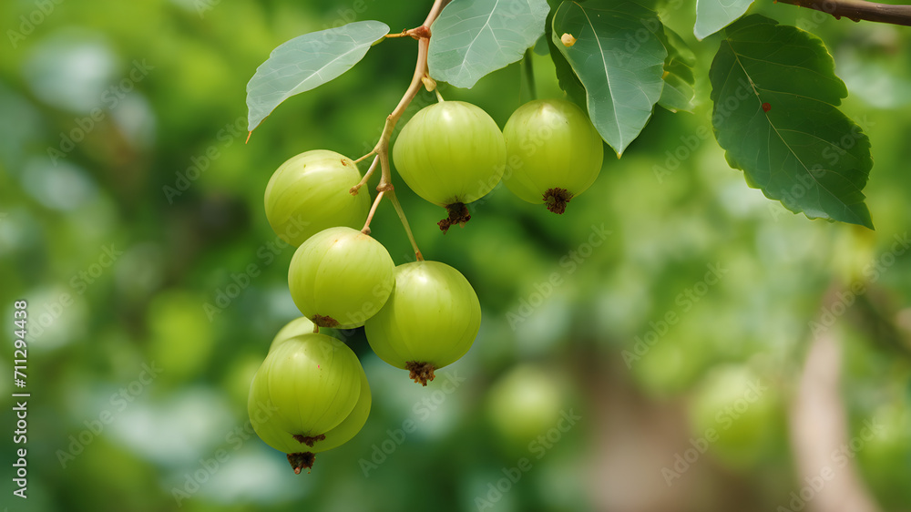 Amla food wallpaper, Medicine food wallpaper,Indian gooseberry (Phyllanthus emblica), also called amla in Hindi. Indian gooseberry is an essential ingredient of the traditional Indian Ayurvedic (herb)