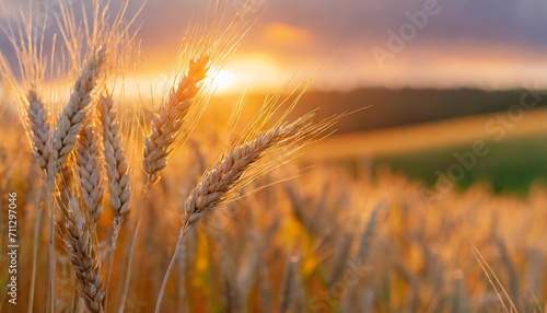 An ear of wheat close-up in a field in the evening sunlight. Sunset over the fields.