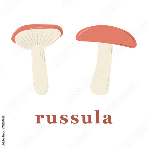 Set of russula mushrooms. edible mushrooms.