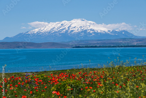 Poppy flowers and Mount Süphan on the shore of Lake Van