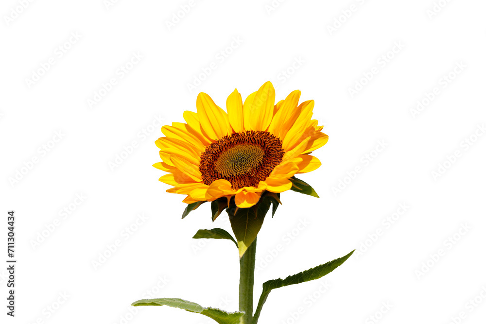 Obraz premium Blooming sunflower on white background.