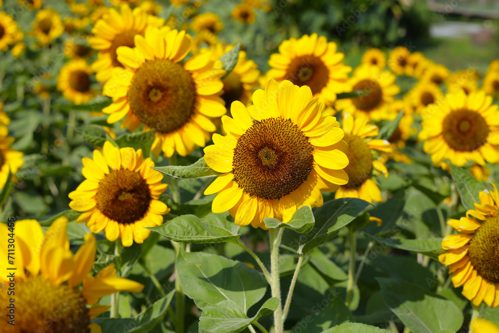 Blooming sunflower fields. Beautiful yellow flower Blooming sunflower fields. Beautiful yellow flower