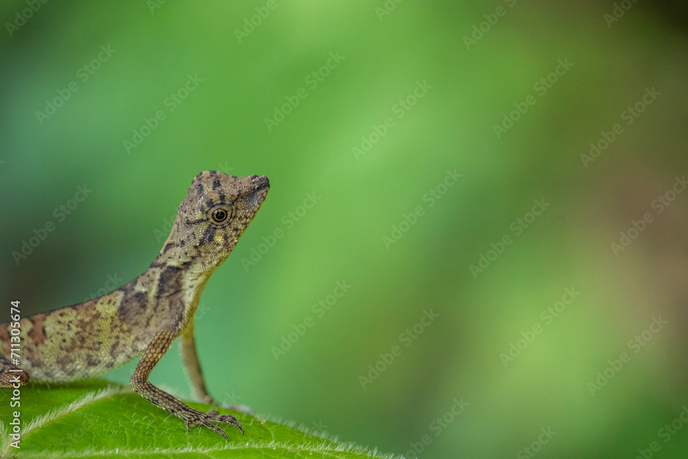 Flying Dragon Lizard (Draco volans) Resting on a Bright Green Leaf in the Tropical Rainforest Flying Dragon Lizard (Draco volans) Resting on a Bright Green Leaf in the Tropical Rainforest