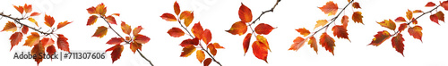 Autumn fall leaves on a branch  leaves isolated on transparent background. Yellow foliage collection. Rowan  oak  maple  birch and acorns. Colorful autumn leaf set. PNG  cutout  or clipping path. 