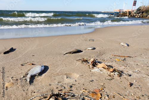 Dead fish on the sand of the beach. Pollution of the water body. 