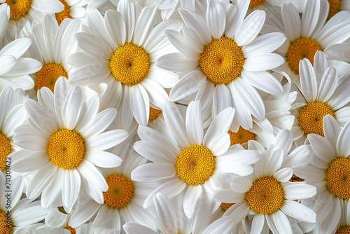 White Daisies Cluster with Sunny Yellow Centers
