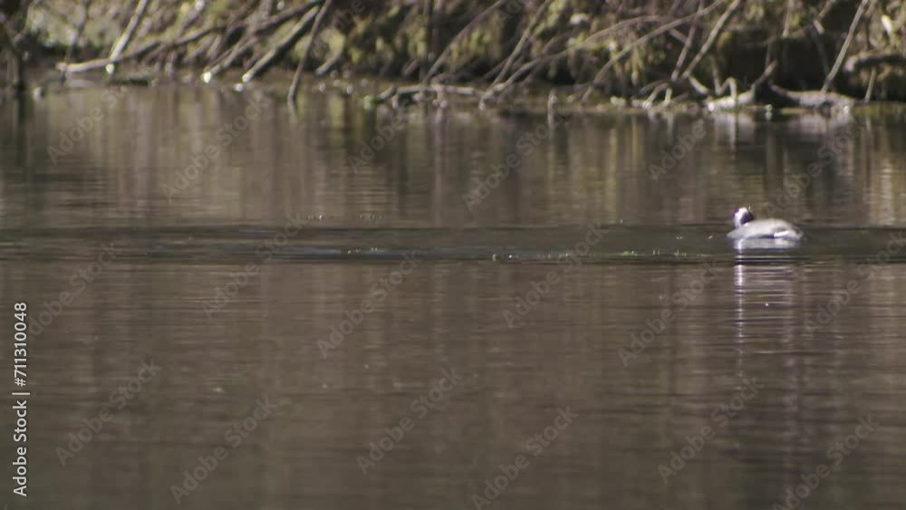 Coot on a lake in spring (dives under) Coot on a lake in spring (dives under)