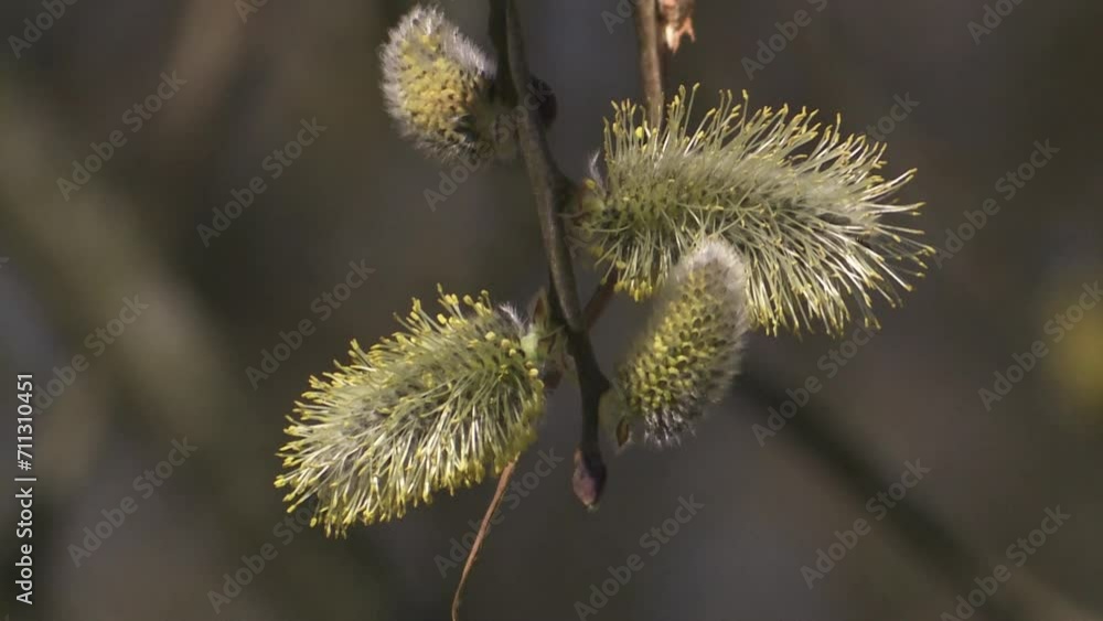 butterfly on a pussy willow in spring butterfly on a pussy willow in spring