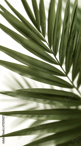 palm leaves macro  close-up  vertical format for phone  story