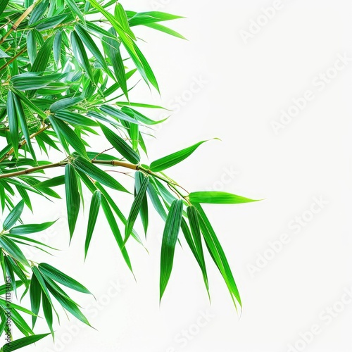 Bamboo leaves with water drops isolated on white background.