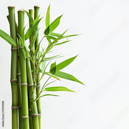 Fresh bamboo isolated on white background