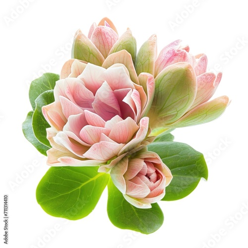 Pink calanchoe flowers and buds isolated on white photo