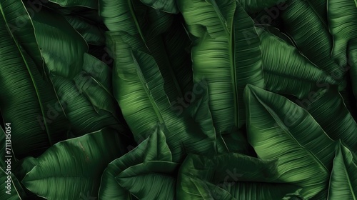 Close-up Serenity, Dark Tone Background of Spathiphyllum Cannifolium Leaves in the Garden, Embodying the Essence of Tropical Nature, 