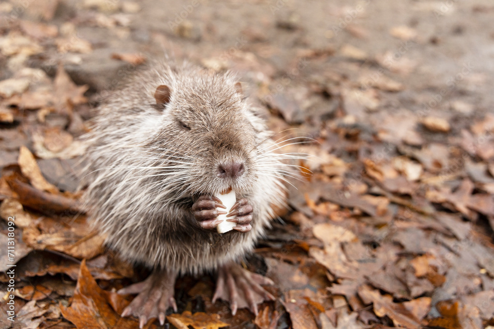 A small red nutria sits on fallen leaves and eats.