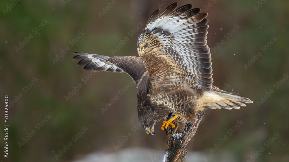 Obraz premium Mäusebussard Anflug
