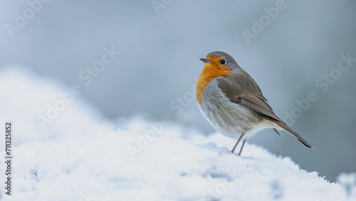 Rotkehlchen im Winter