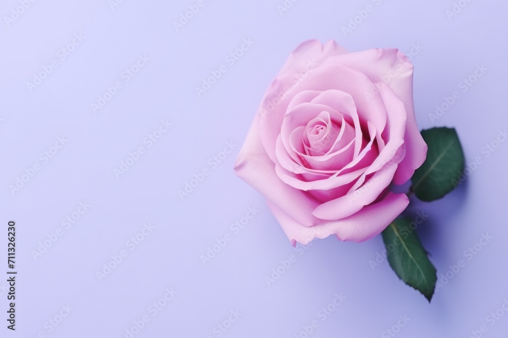 pink rose on lavender background top view pink rose on lavender background top view