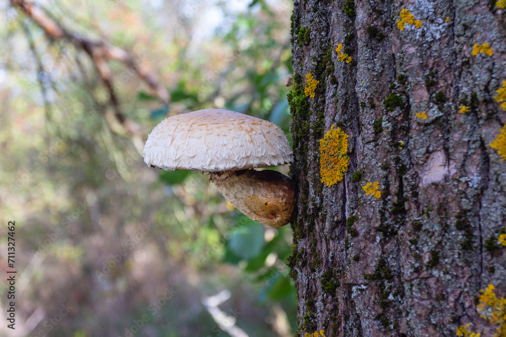 Pholiota (Pholiota squarrosa) mushroom growing on a tree in an autumn forest Pholiota (Pholiota squarrosa) mushroom growing on a tree in an autumn forest