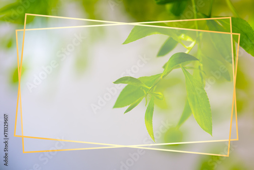 Green leaves background. Organic background. Frame for text