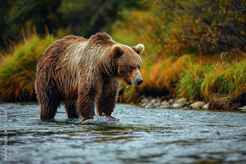 Grizzly bear looking for salmon