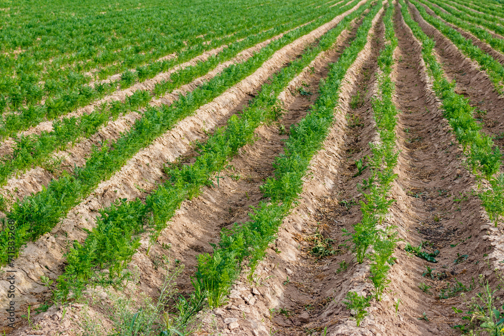 Agricultural field with green harvest on beds, farm land close up Agricultural field with green harvest on beds, farm land close up
