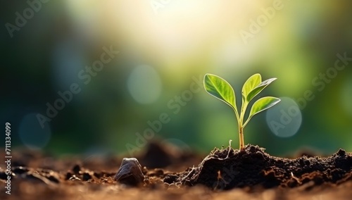 Young green plant grow in the land with sun light bokeh background. Fresh nature background concept.