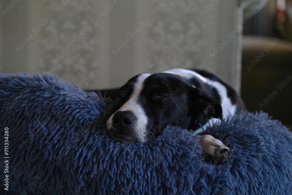 Female Border Collie Dog Sleeping at home Female Border Collie Dog Sleeping at home