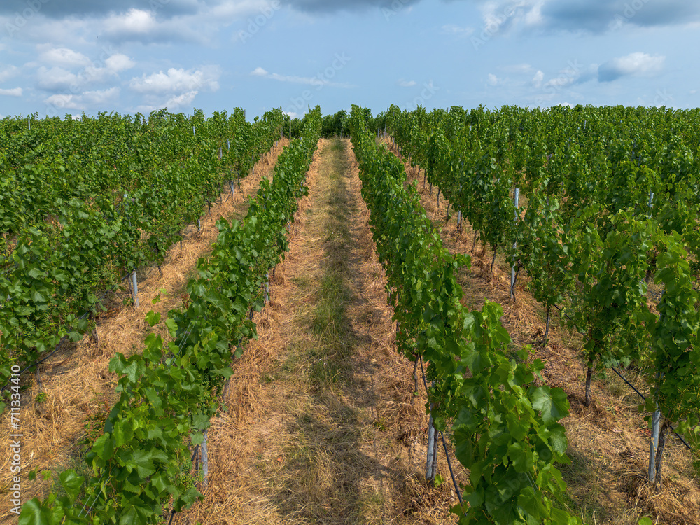 Vine field, green with fruits with different structures taken from above, drone shot