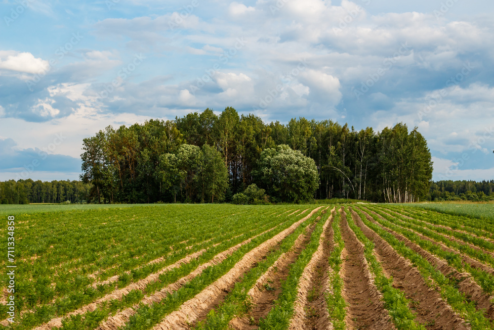 Landscape with a view of an agricultural field with plantings in beds against the backdrop of copses