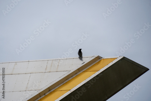 Raven on a white and gold ledge against the sky