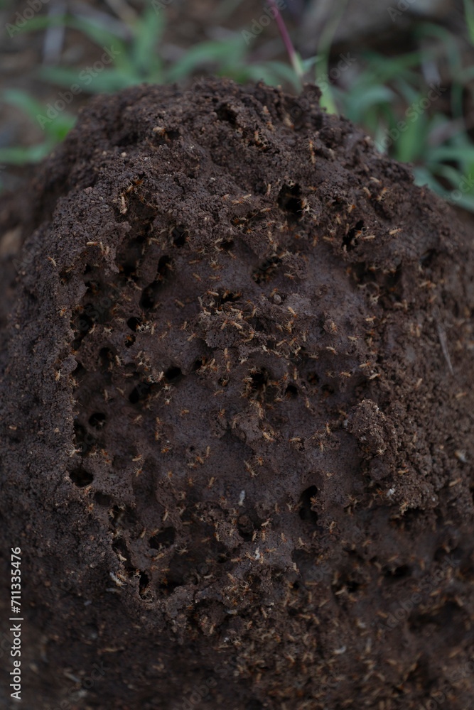 Close up of termites on an overturned termite mound Close up of termites on an overturned termite mound