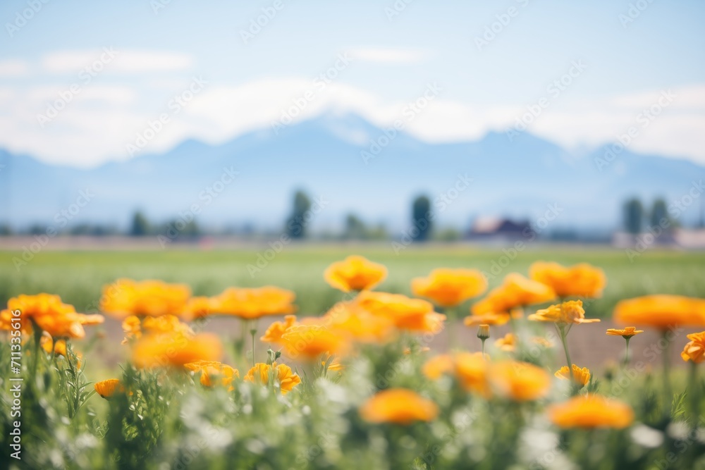marigold field with distant mountains backdrop