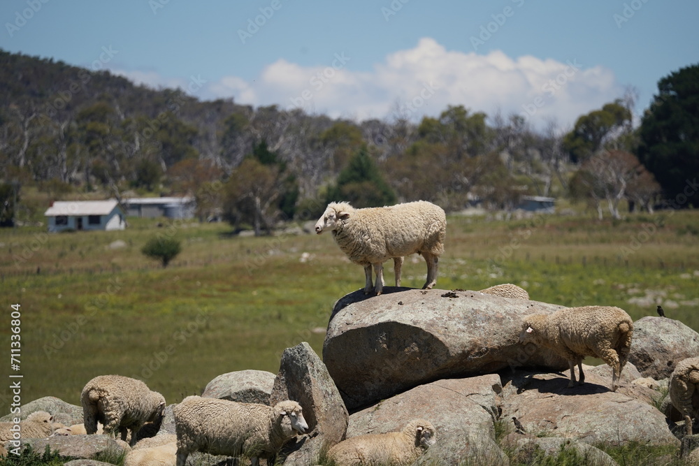 Sheep standing on boulders in New South Wales, Australia Sheep standing on boulders in New South Wales, Australia