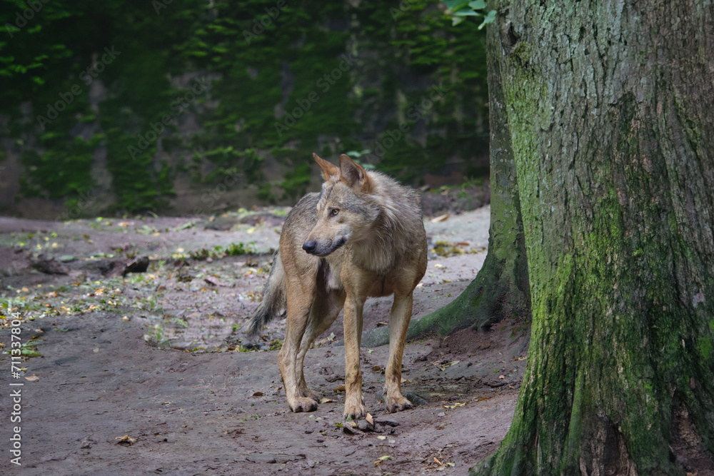 gray wolf standing in the middle of the forest gray wolf standing in the middle of the forest