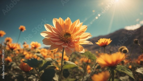flower in the sun © Sohaib
