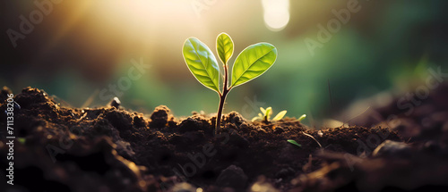 Young plant growing on rich soil. The seed is growing from the rich soil in with warm sunny lighting and bokeh background. World environment day banner. Environmental awareness campaign. 