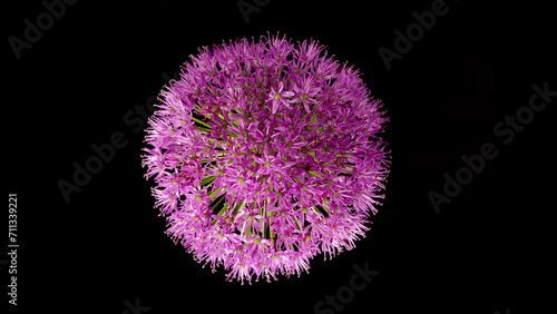 Beautiful purple ornamental...