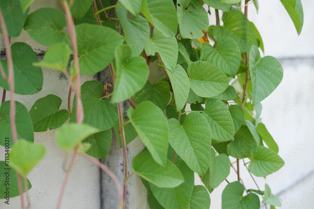green ivy plant in the garden with nature background green ivy plant in the garden with nature background