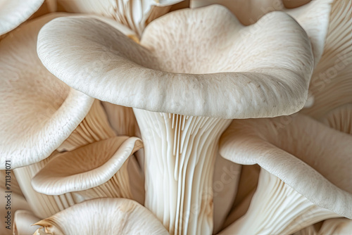 Close up of structure Raw forest mushrooms as background, macro view