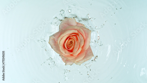 Close-up of rose blossom fa...