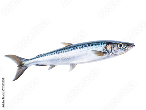 fish isolated on white