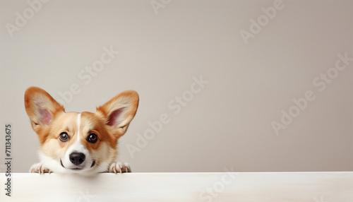 Attractive, cute, beautiful purebred corgi dog lying on floor in minimalism room on daytime. Comfort. Concept of animal life, care, pet friend, lifestyle, happiness, vet, grooming