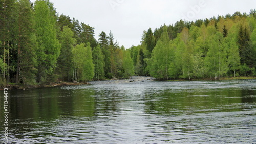 A river with rapids flowing in the wake of a wild forest. Republic of Karelia. Russia. © Alexey_Ivanov
