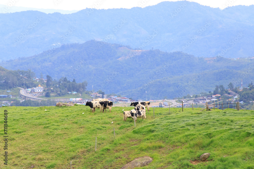 Obraz premium Cows Grazing in Green Pastures with a Mountainous Backdrop