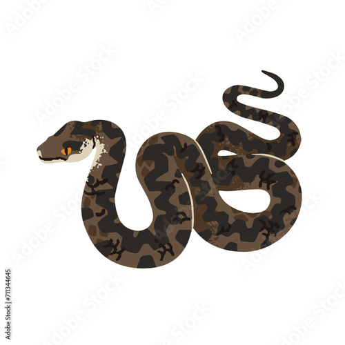 Vipera berus. Common viper. European adder. Venomous snake with patterned skin. Poisonous serpent of forests of Europa. Woodland dangerous animal. Flat isolated vector illustration on white background