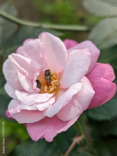 Honey bee on a pink rose.