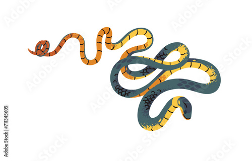 Ringneck spitting cobra or rinkhals. Exotic poison snake with patterned scale. Dangerous tropical viper. Venomous serpent of African swamps. Flat isolated vector illustration on white background
