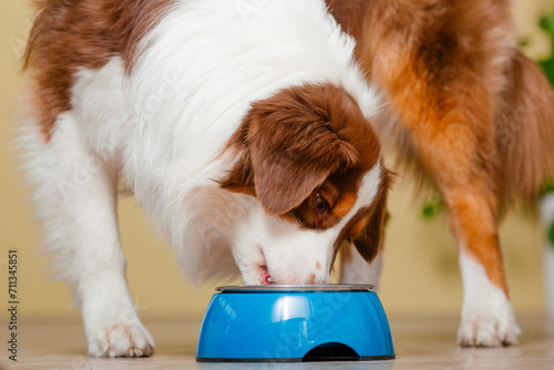 Genussvolle Mahlzeit: Ein Australian Shepherd, Hund am Futternapf , beim Fressen zu Hause