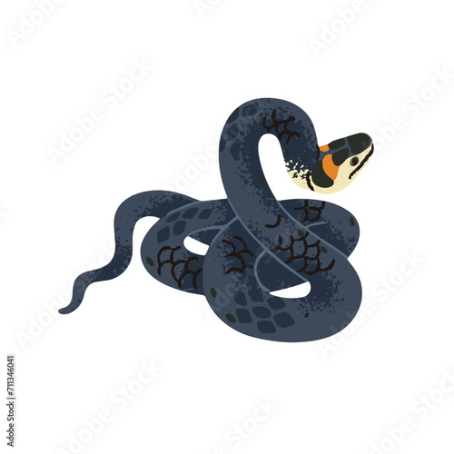Grass or ringed snake, natrix. Serpent with black scale on body and yellow spots on head. European forest fauna, terrarium pet, crawling animal. Flat isolated vector illustration on white background
