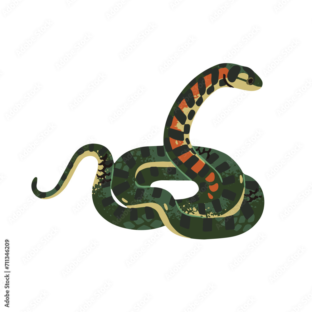 Obraz premium Tiger keelback. Poison snake with patterned scale. Exotic venomous serpent. Spotted viper from eastern forests. Terrarium animal, dangerous reptile. Flat isolated vector illustration on white